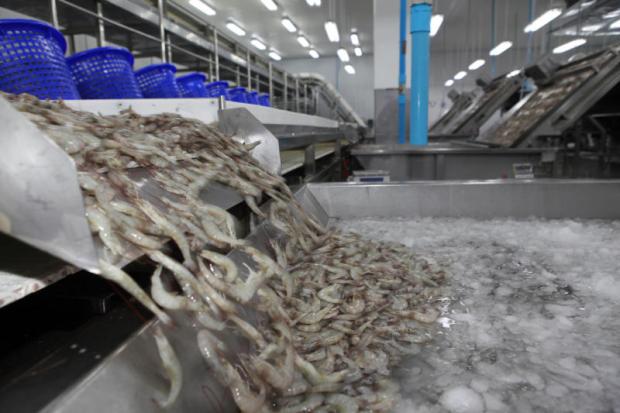 Thailand’s environmental-friendly shrimps set to entice more American consumers Thailand’s environmental-friendly shrimps set to entice more American consumers